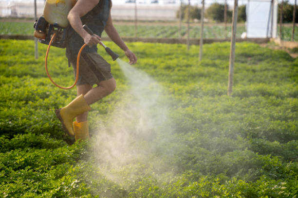 Best Wasp Removal Services  in Ironton, OH